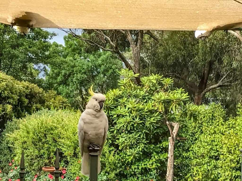 3 cockatoos waiting for breakfast