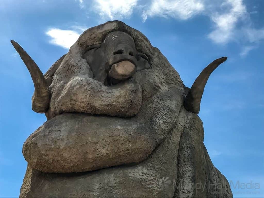 The big merino