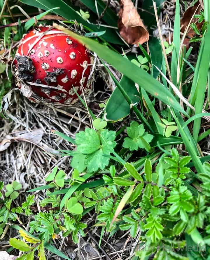 Toadstool