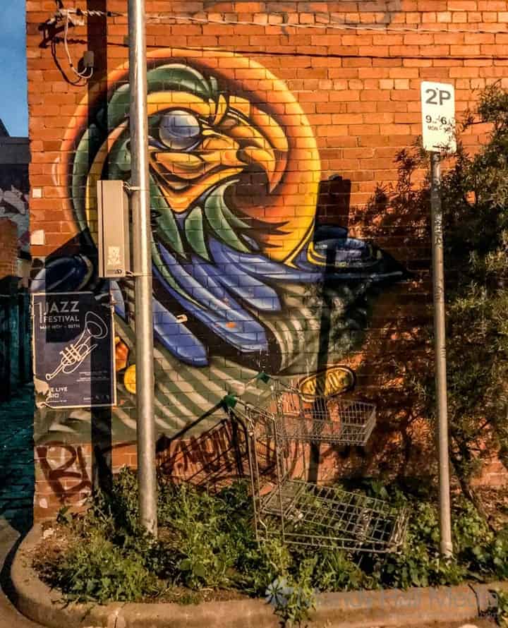 Hawk on the wall