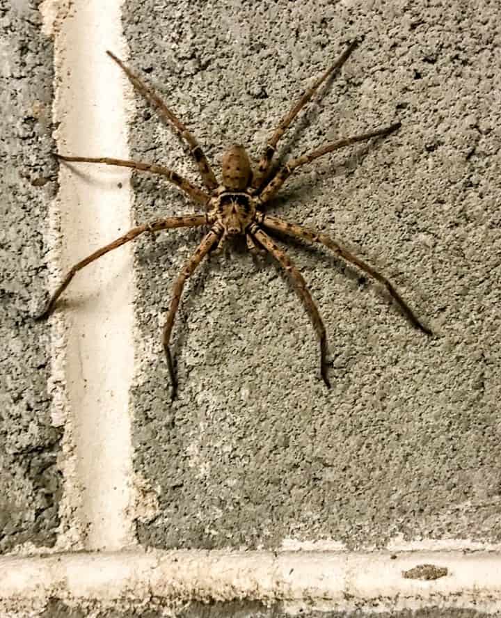 Little huntsman spider