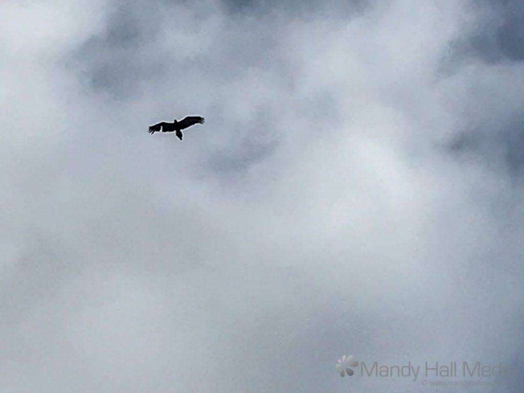 Eagle overhead