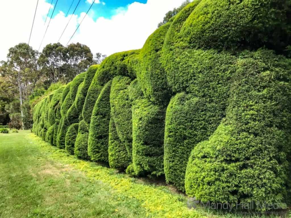 Weird hedge