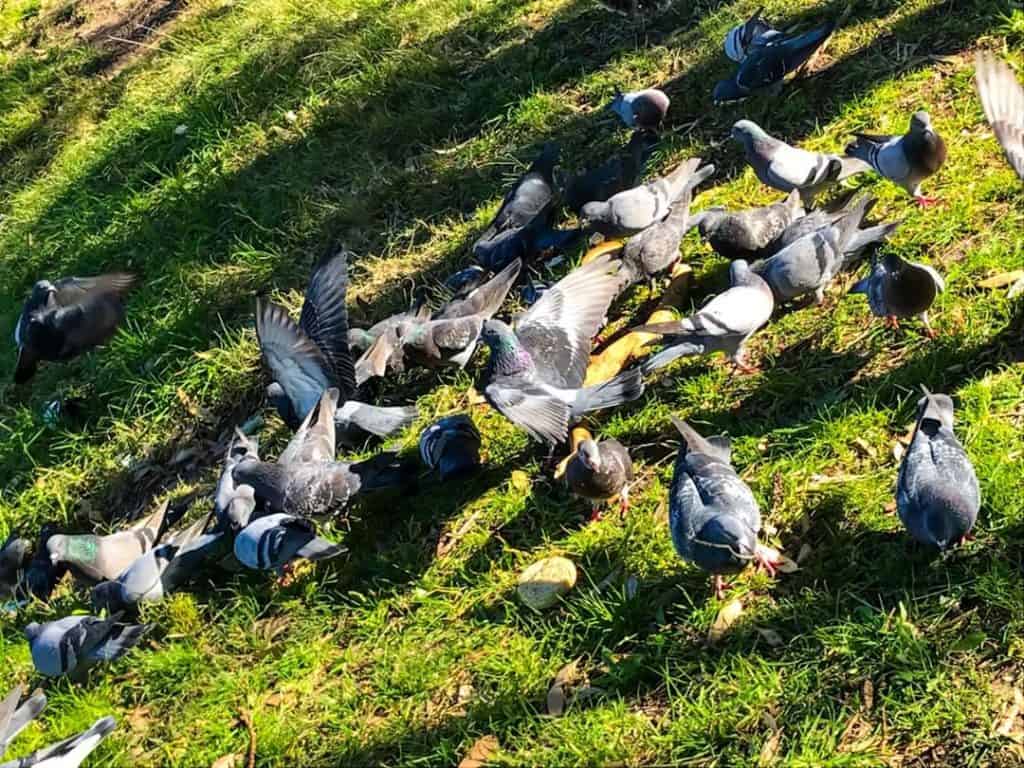 Feeding the pigeons