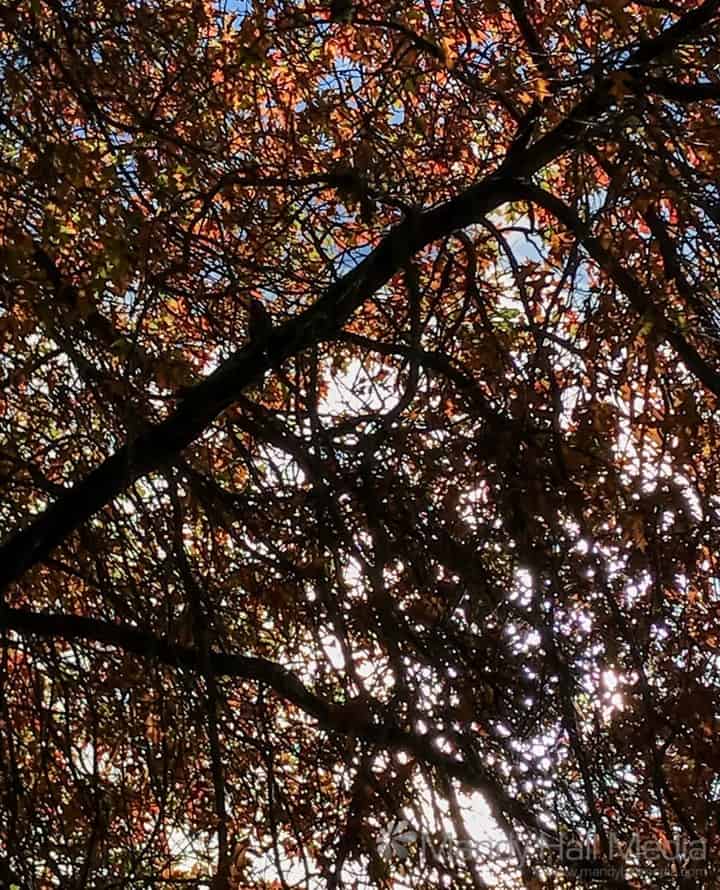 Looking at the sky through the trees