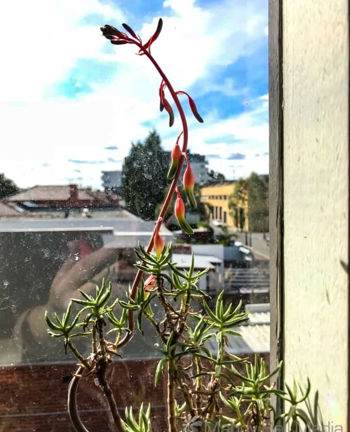 Cactus flower