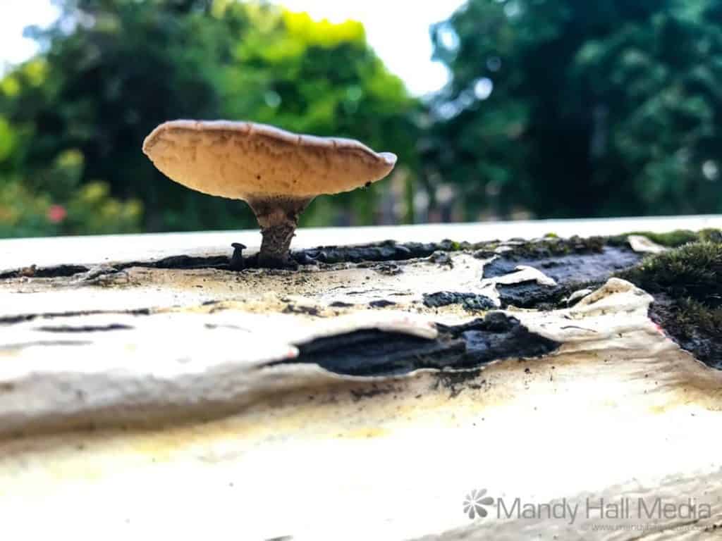 LIttle mushroom on the fence