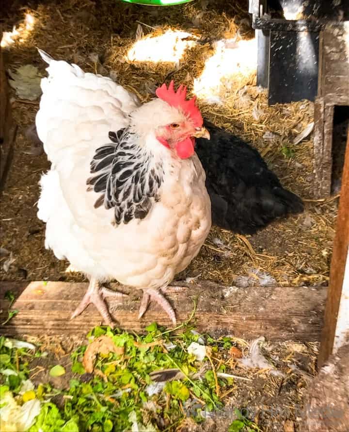 Chicken