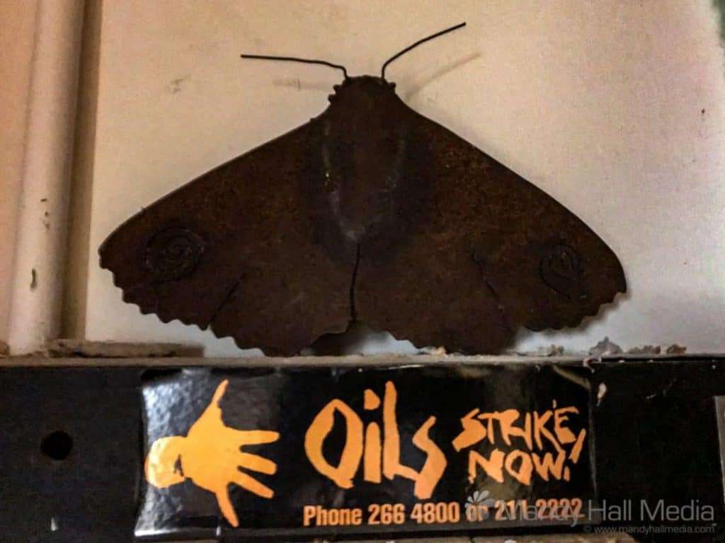 Midnight Oil moth