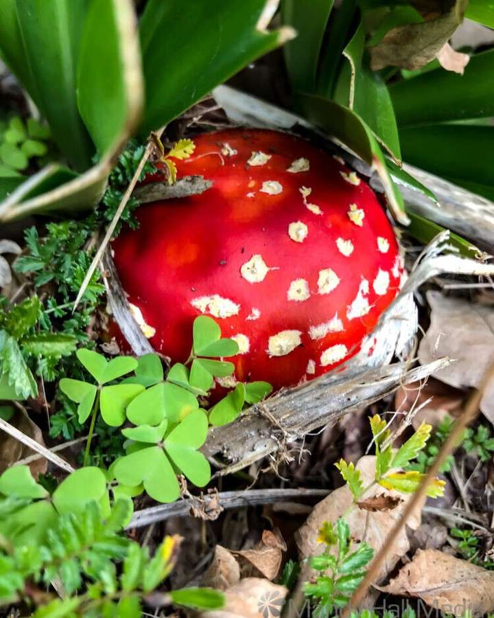 Toadstool