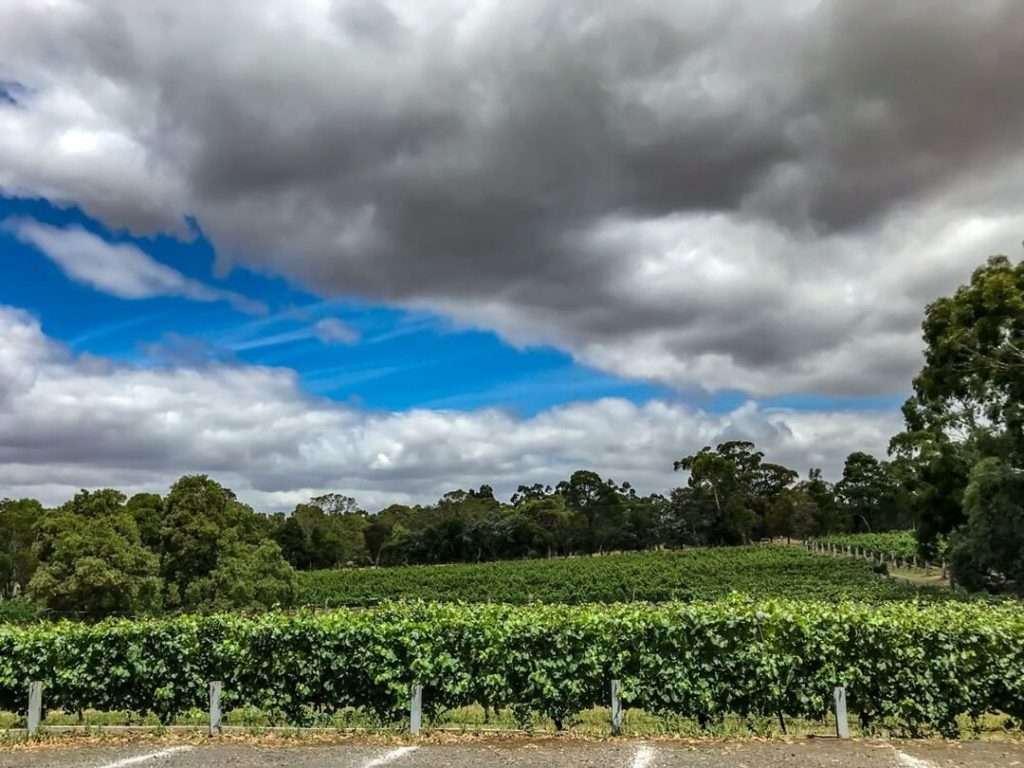 Vineyard in Gisbourne