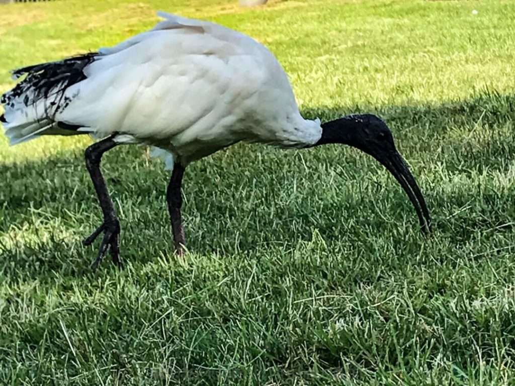 Bin chicken on the grass