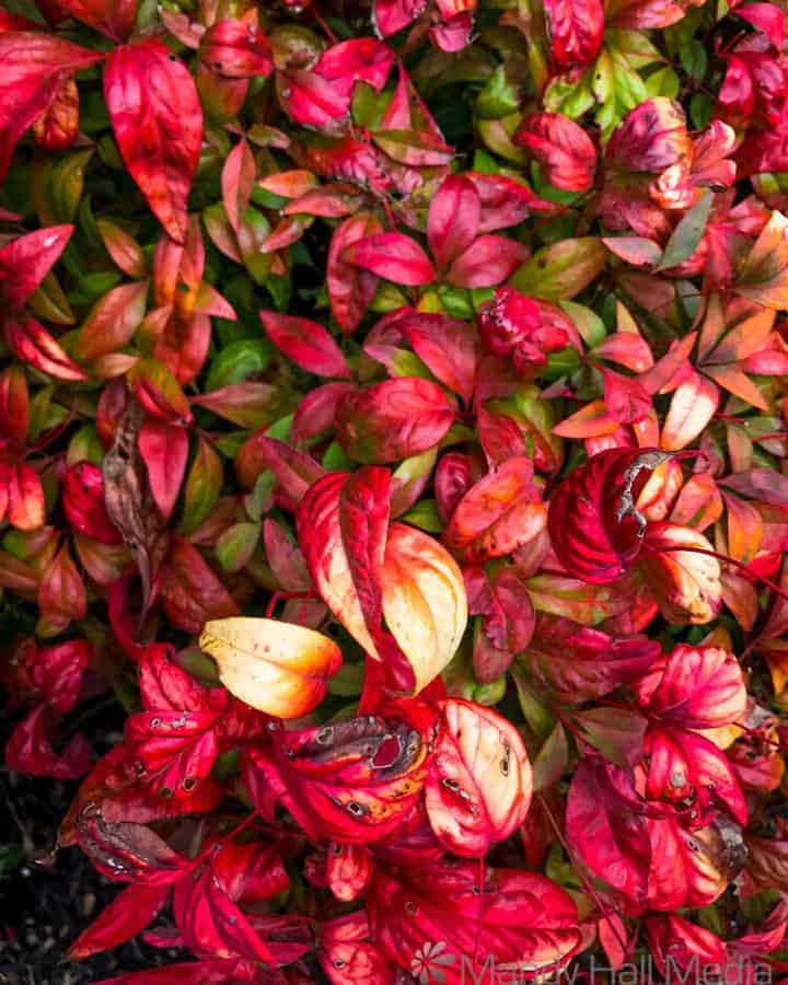 Autumn leaves