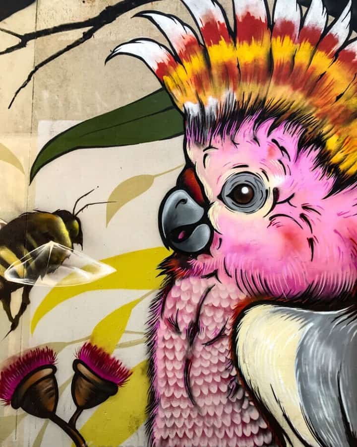Happy galah