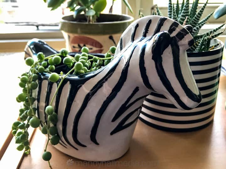 Zebra planter