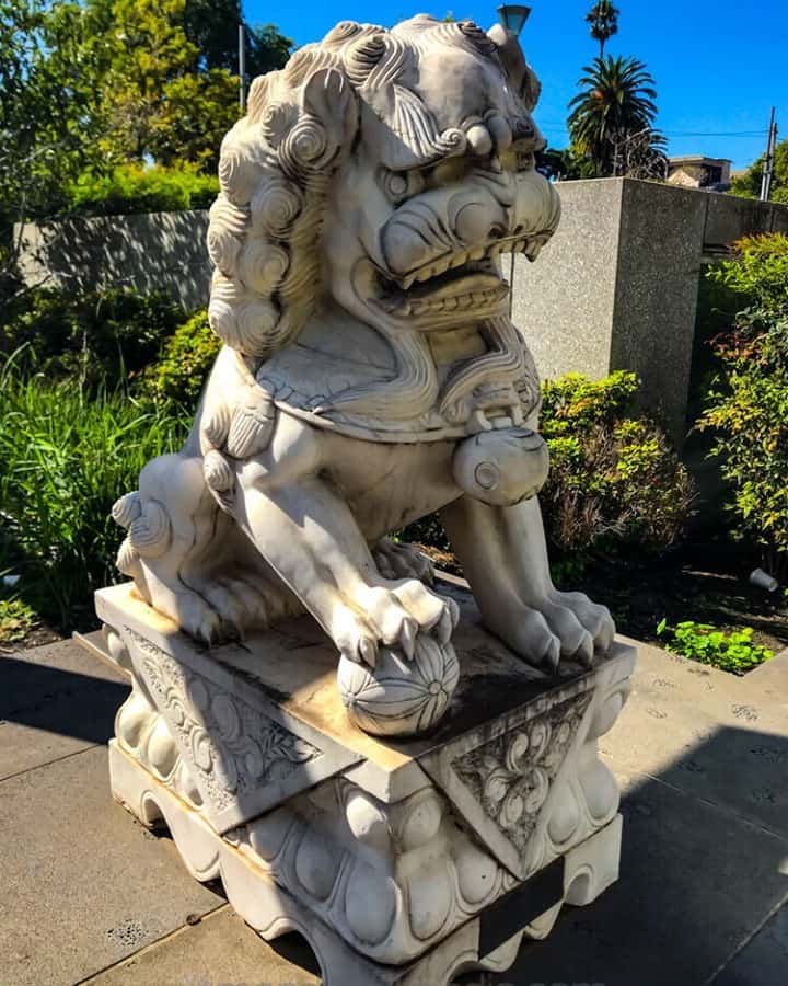Lion in Melbourne on a lovely afternoon