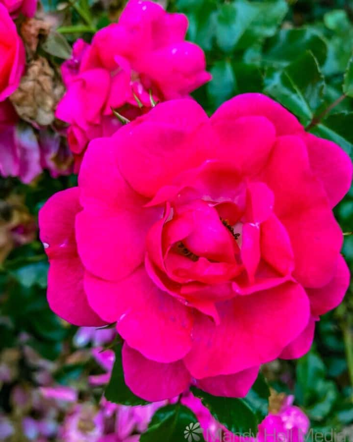 Rose