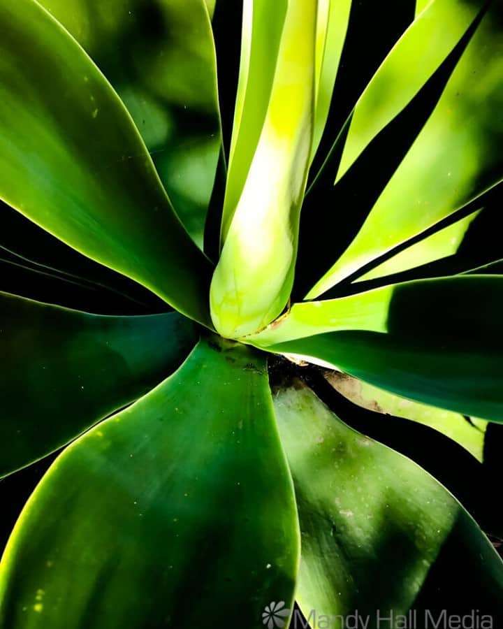 Plant in the sun