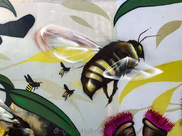 Bee on the wall