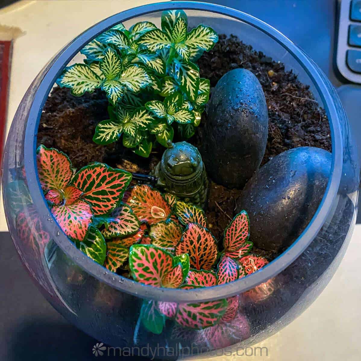 Terrarium with Dalek